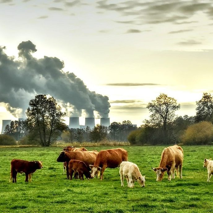 citizens-know-meat-production-is-not-the-main-cause-of-GHG-emissions