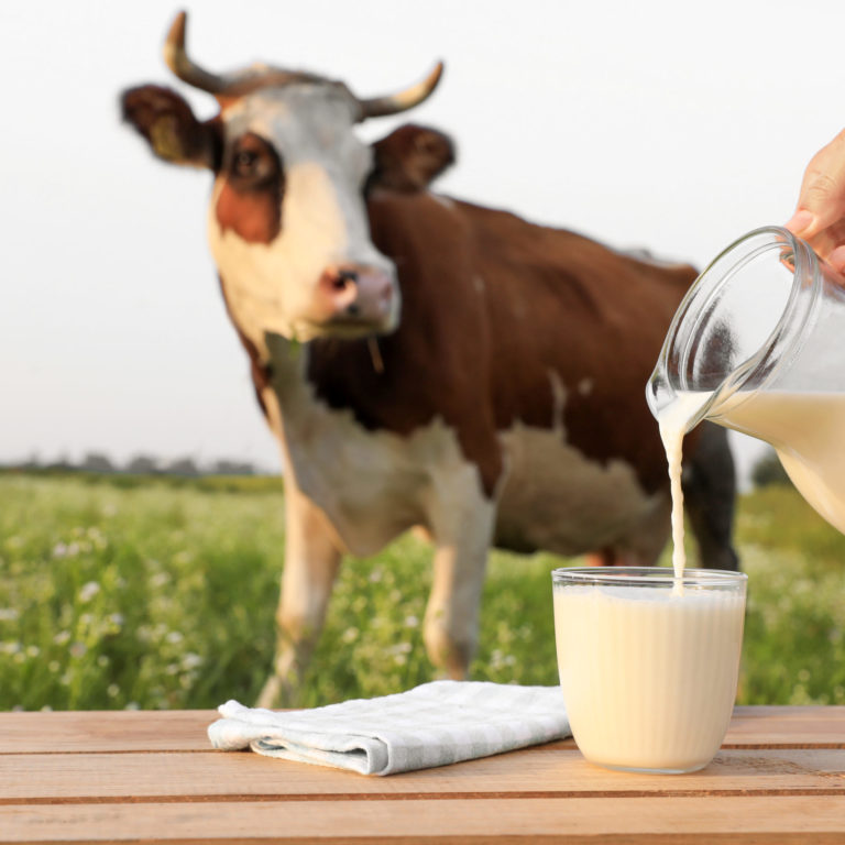 Closeup view of woman pouring milk into glass on wooden table and cow grazing in meadow