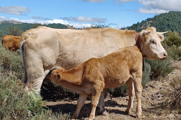 Aumentar la productividad y mejorar la alimentación y la sanidad de los animales