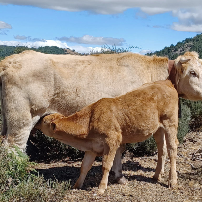 Aumentar la productividad y mejorar la alimentación y la sanidad de los animales