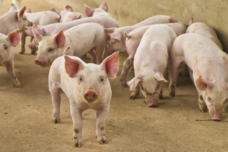 España reduce el uso de antibióticos en ganadería casi un 70%