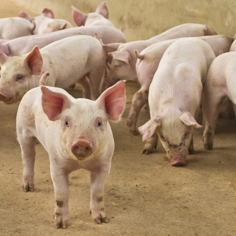España reduce el uso de antibióticos en ganadería casi un 70%
