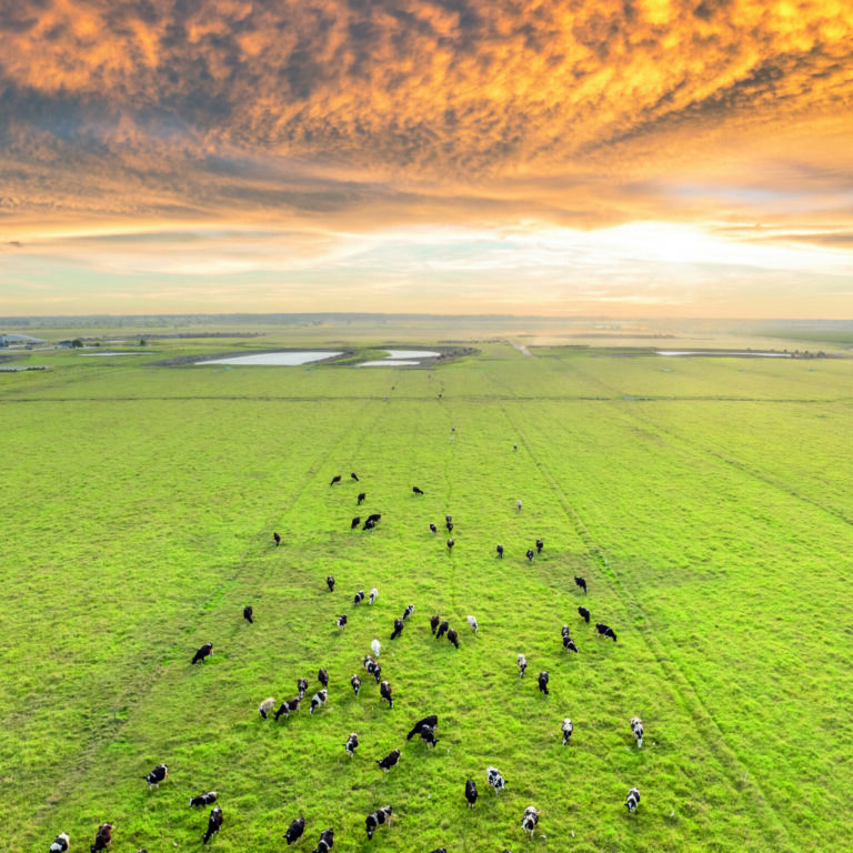 Vacas lecheras pastando en prados verdes de la granja. Alimentación del ganado en pastizales agrícolas.